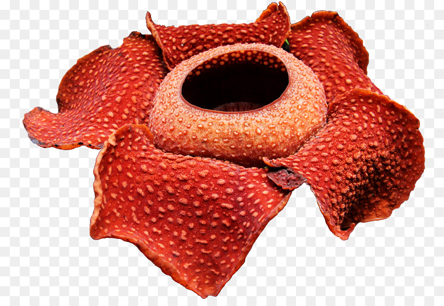 Rafflesia arnoldii in Sumatra Gunung Gading National Park-Blumengarten - weiße Blume