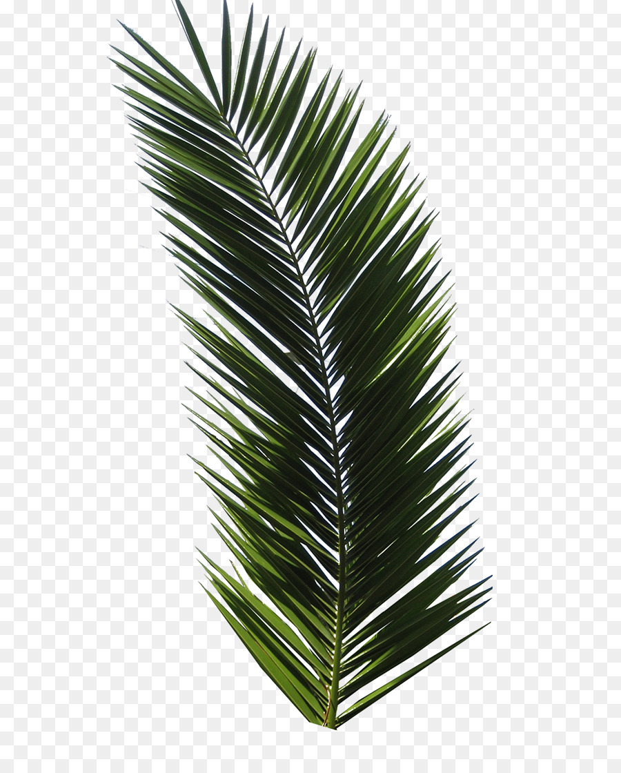 Cartoon Palm Tree png download - 590*1115 - Free Transparent Tshirt png  Download. - CleanPNG / KissPNG