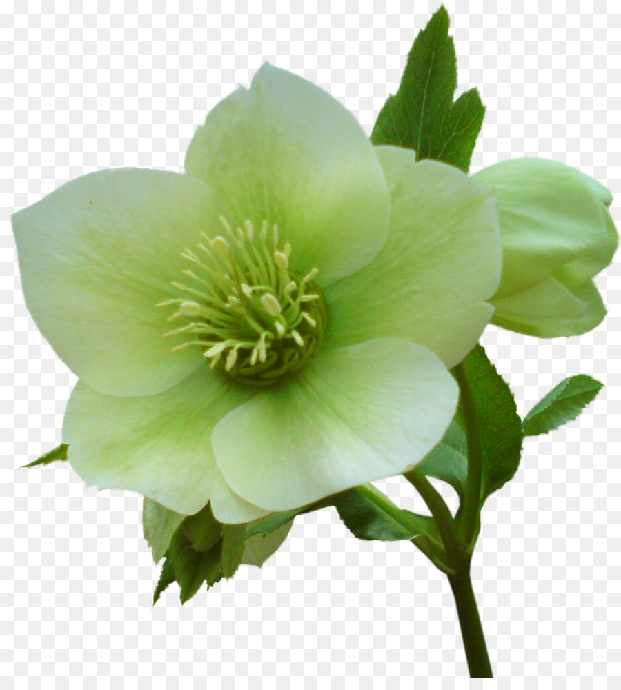 Clip di rose da giardino fiore Helleborus niger - pastello fiore