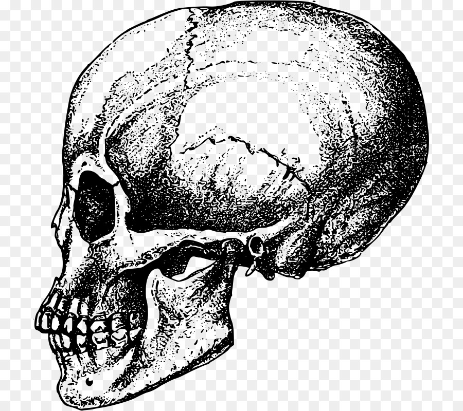 Menschlicher Schädel, Knochen, Skelett, Anatomie - Schädel