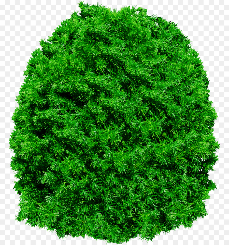 Green Grass Background
