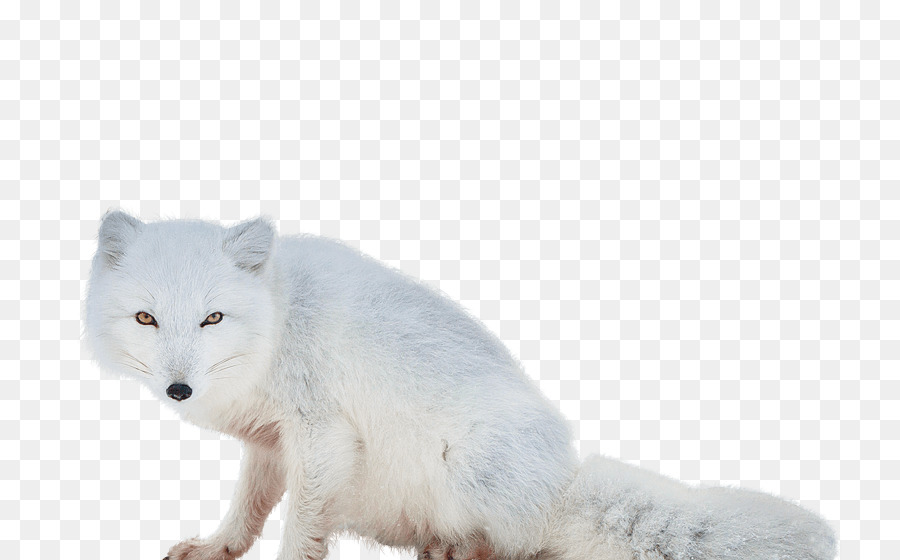 Volpe artica tundra dell'Alaska lupo - Volpe