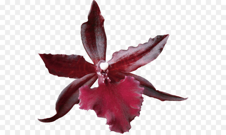 Gepresste Blume Handwerk Blütenblatt Pflanze - Natürliche