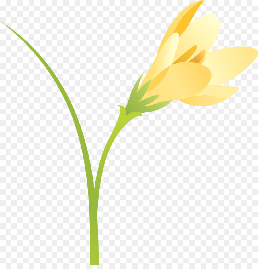 Blume, Pflanze, Stängel, Knospe, Blütenblatt - Krokus