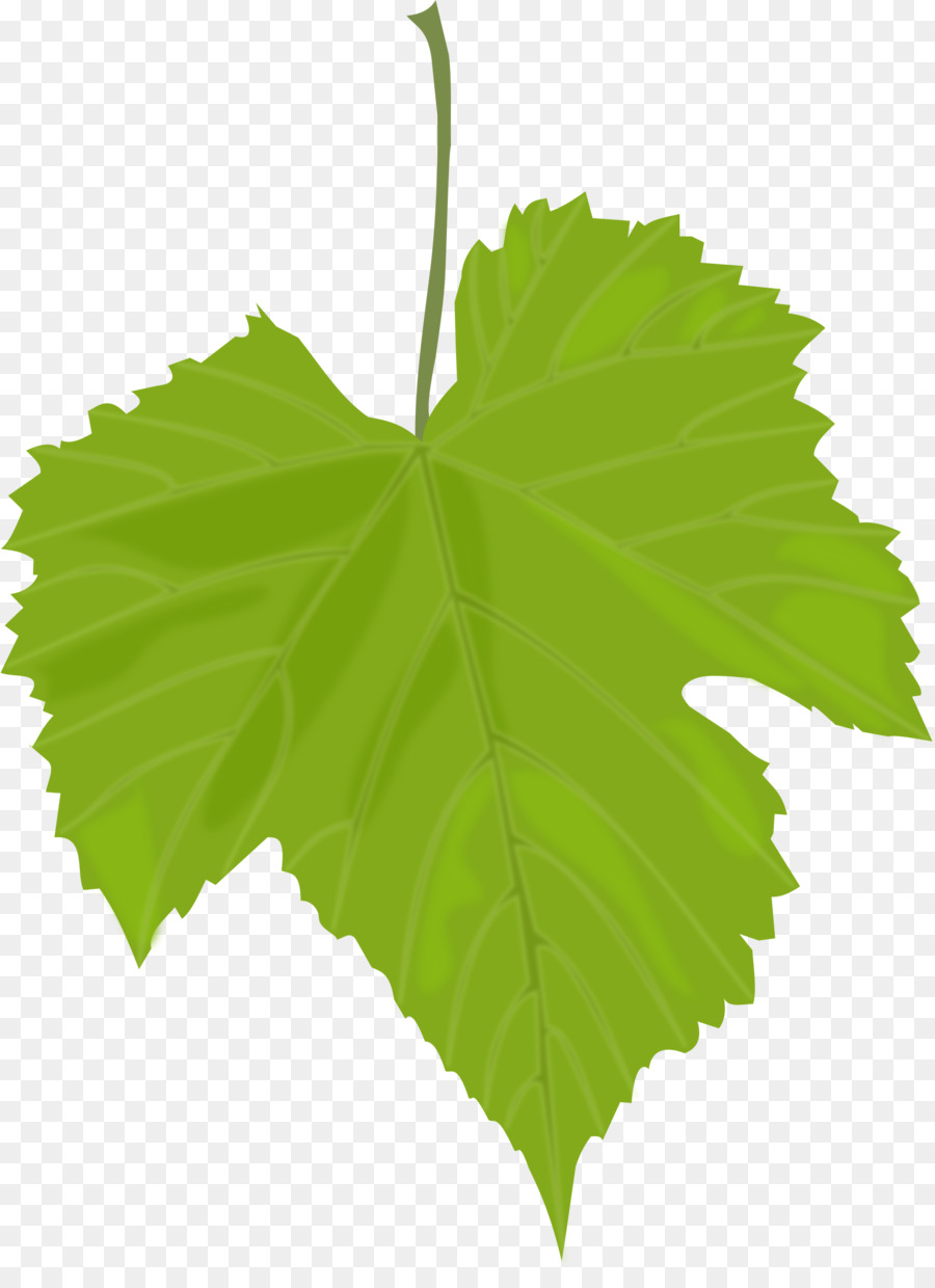 Comune di Uva, Vite da Vino Dolma cucina greca foglie di vite - uva