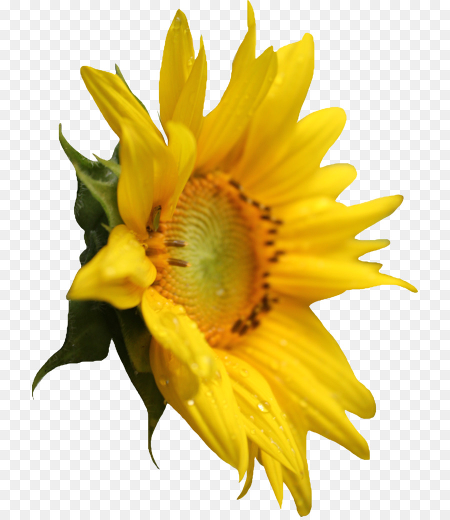 Gemeinsame Sonnenblume clipart - Sonnenblume