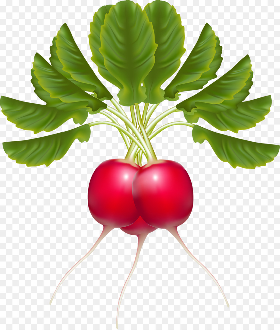 Garten-Rettich-Gemüse-Lebensmittel-Karotte - Petersilie