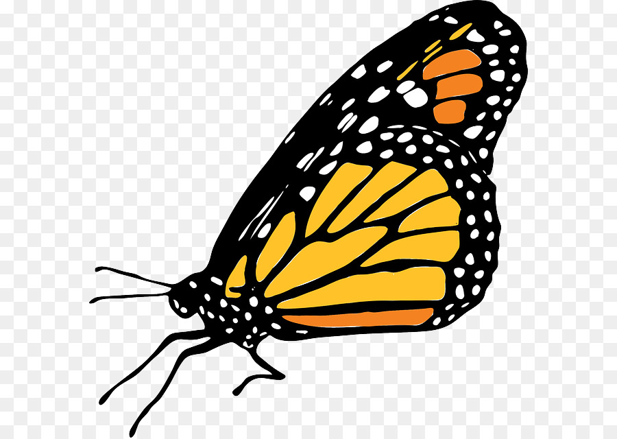 Monarca, farfalla, Insetto Clip art - Cavia