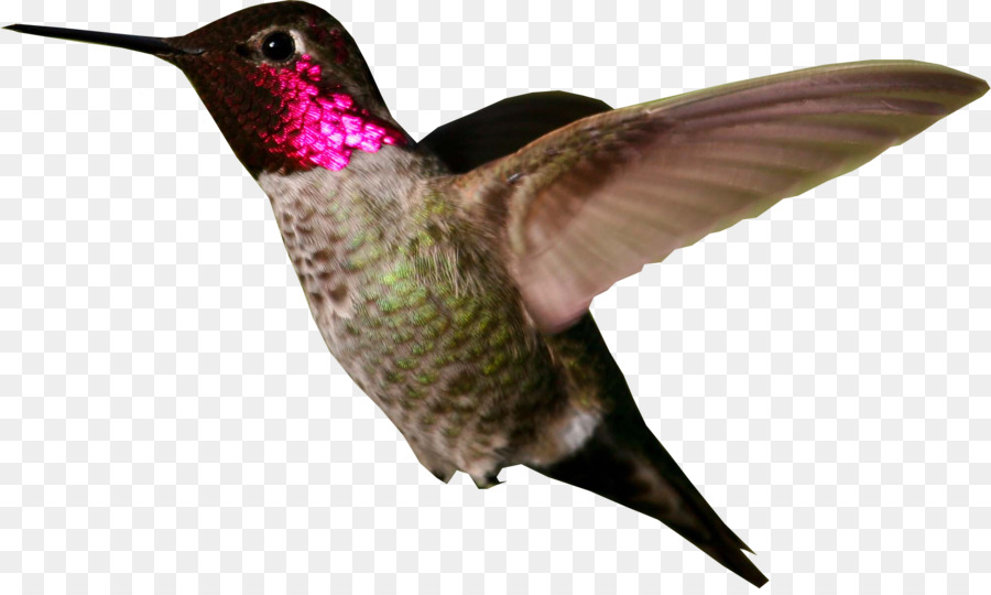 Colibrì di Anna Broad-coda hummingbird Birdwatching - Colibrì