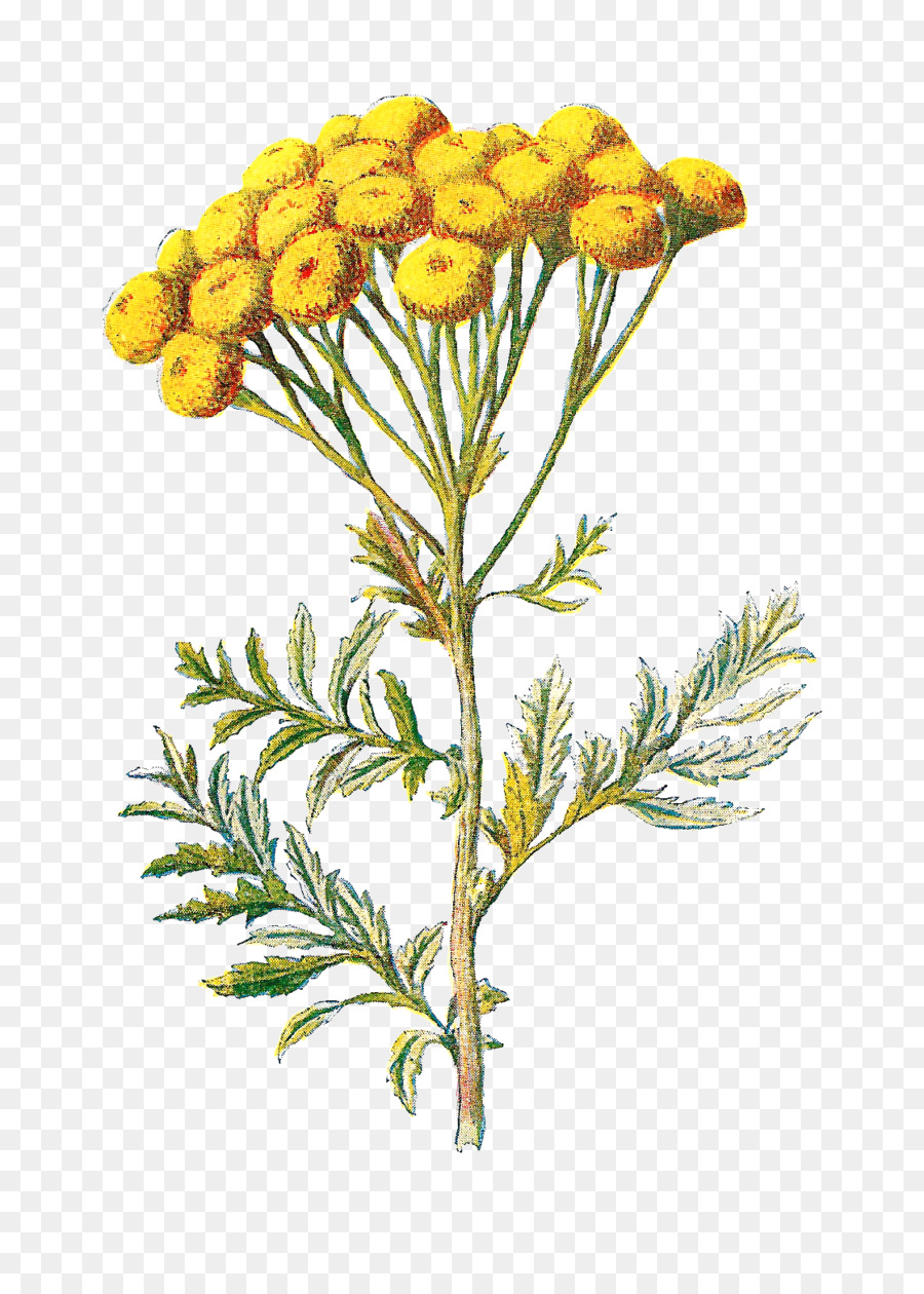 Familiare Fiori Selvatici Tansy Wildflower Clip art - illustrazione