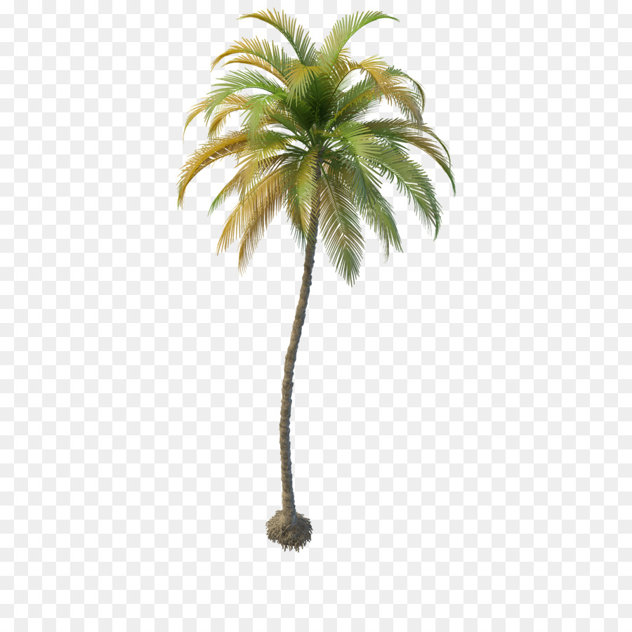 Arecaceae Albero di Cocco Data di palm computer grafica 3D - albero di cocco