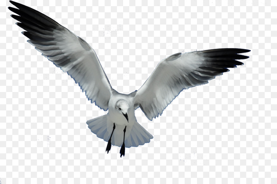 Gabbiani Uccello Europeo Gabbiano reale Volo Clip art - gabbiano