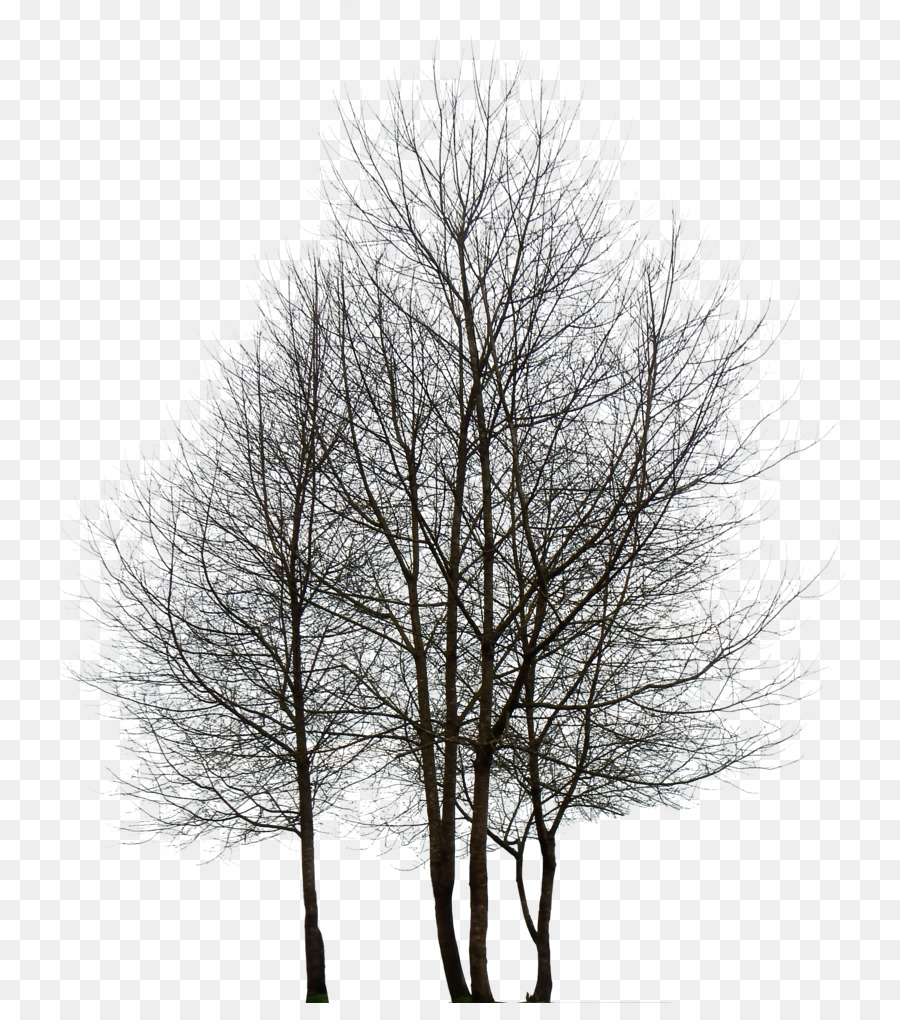 Baum Desktop Wallpaper Rendern - Kiefer