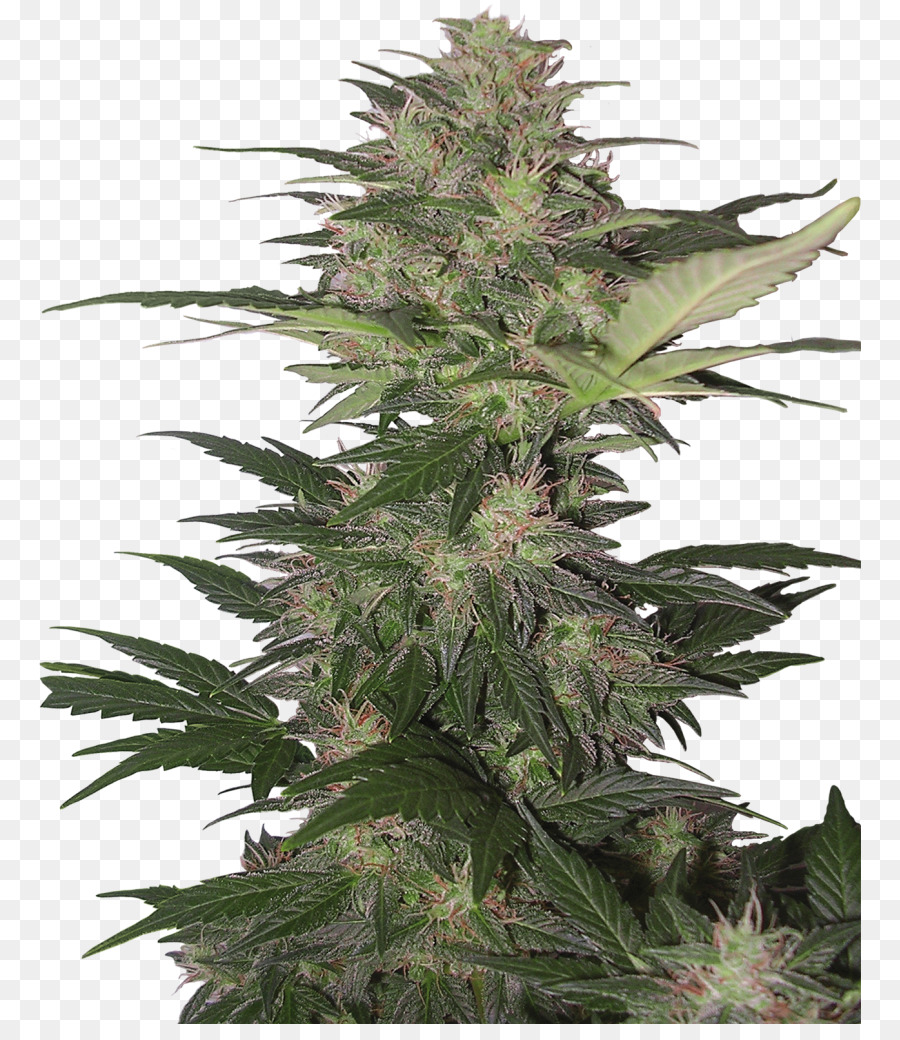 Kush Skunk Autofiorenti Cannabis sativa cannabis - canapa