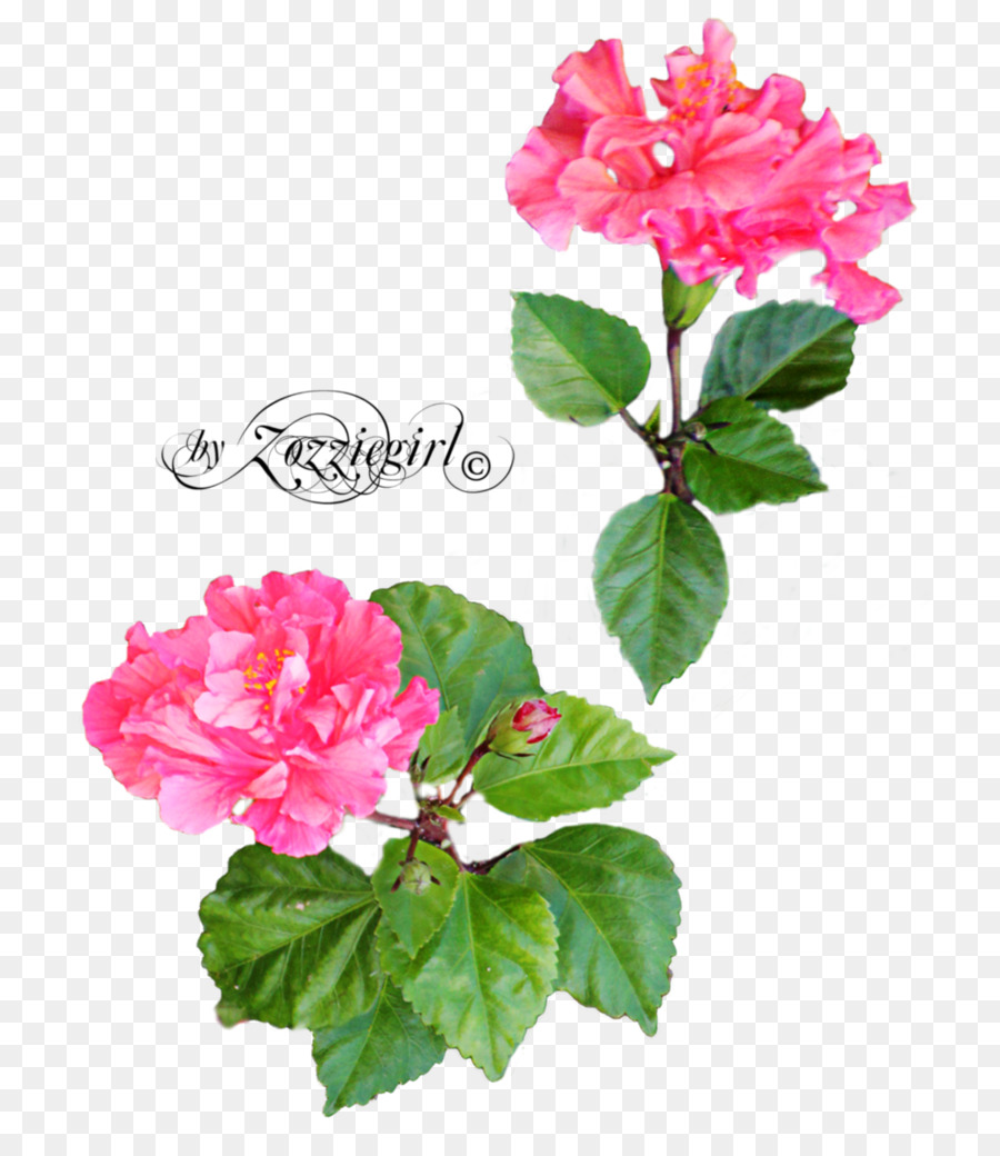 Hoa Hồng Nền Máy Tính - hoa hồng