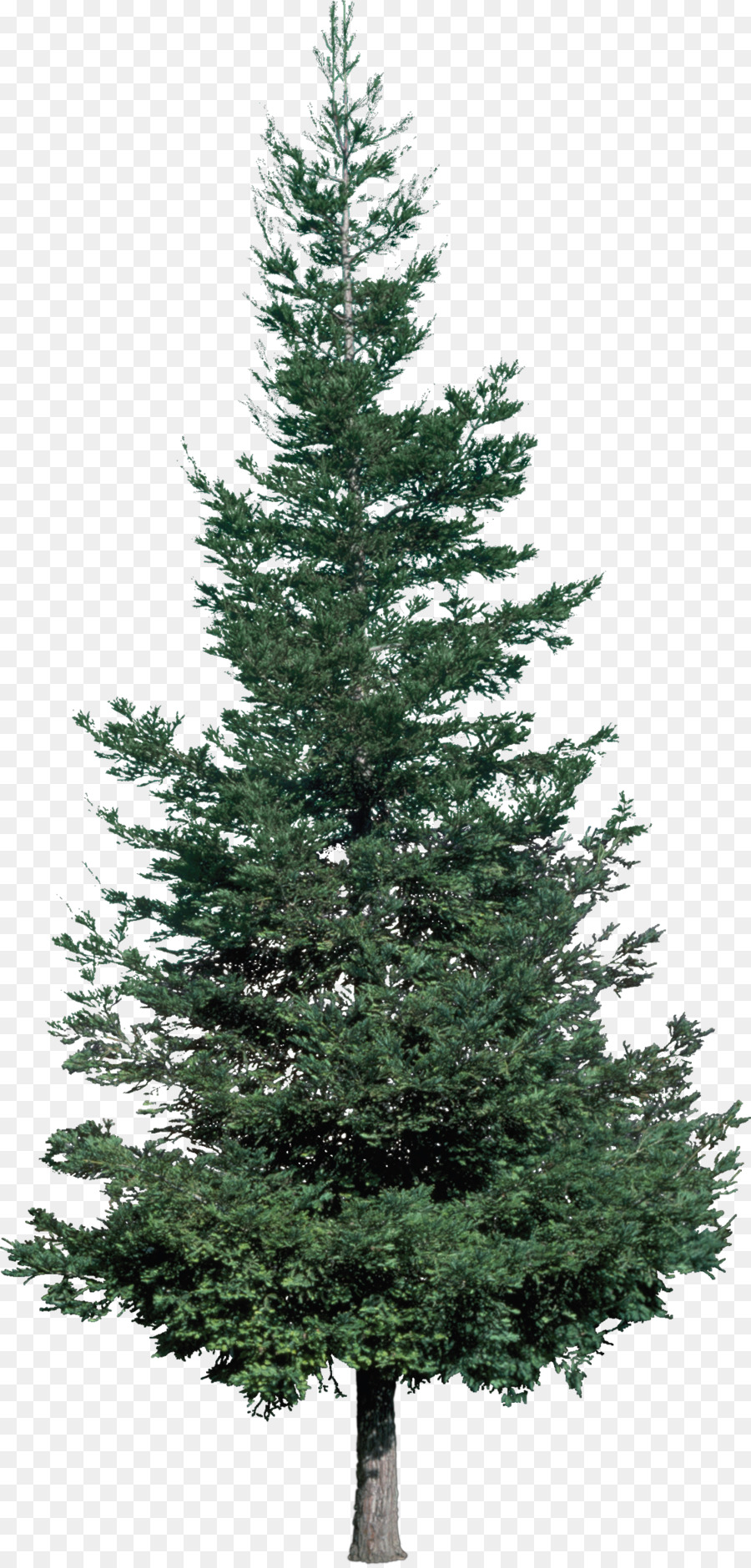 Cây giáng sinh linh Sam Pine - cây thông