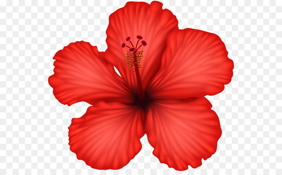 Hibiscus alyogyne huegelii Flower Clip Art - rote Blume