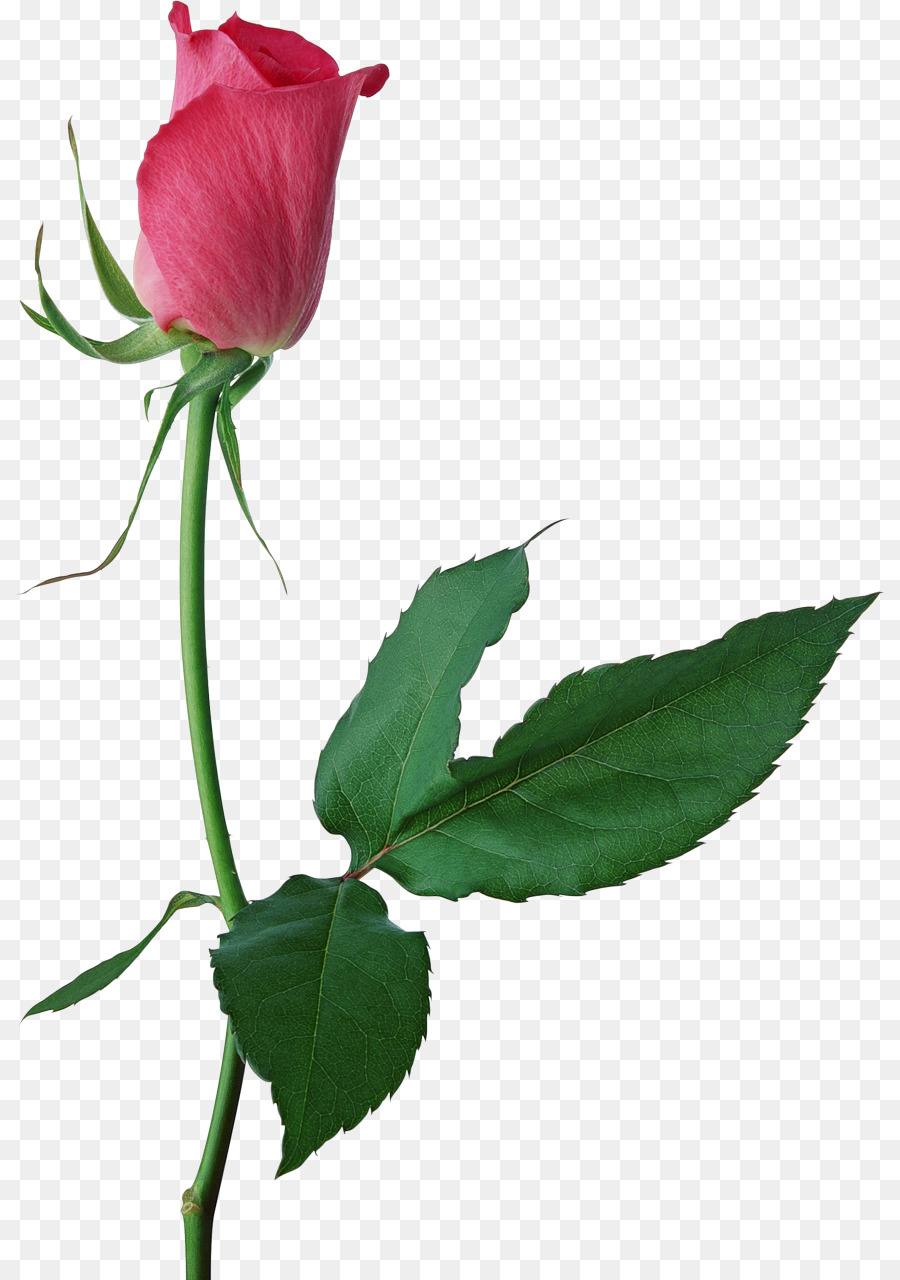 Centifolia Nụ hoa hồng màu Hồng Clip nghệ thuật - Hoa hồng