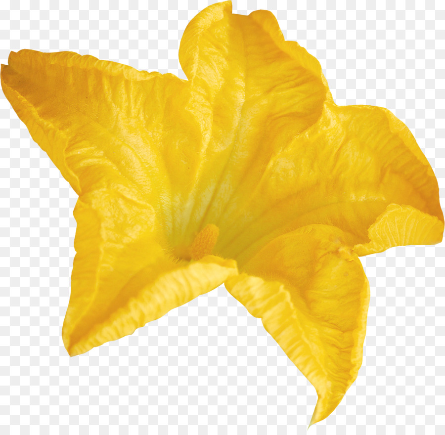 Hoa Màu Vàng Lilium - kho báu