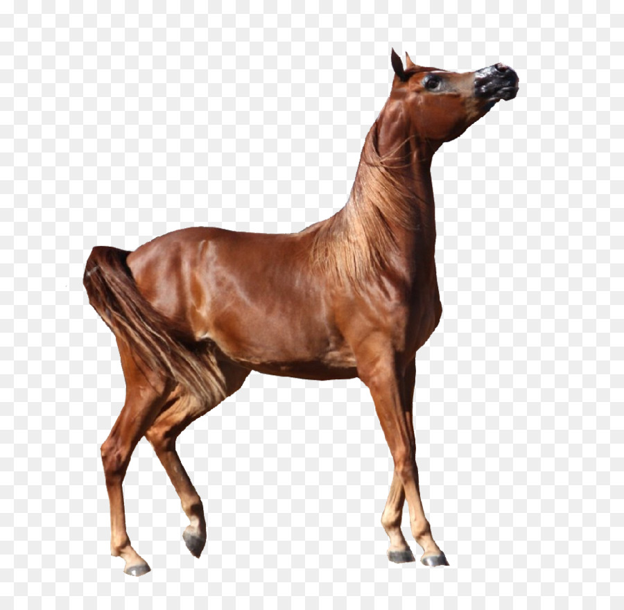 Arabian horse Appaloosa andalusischen Pferde-Bay - Arabische