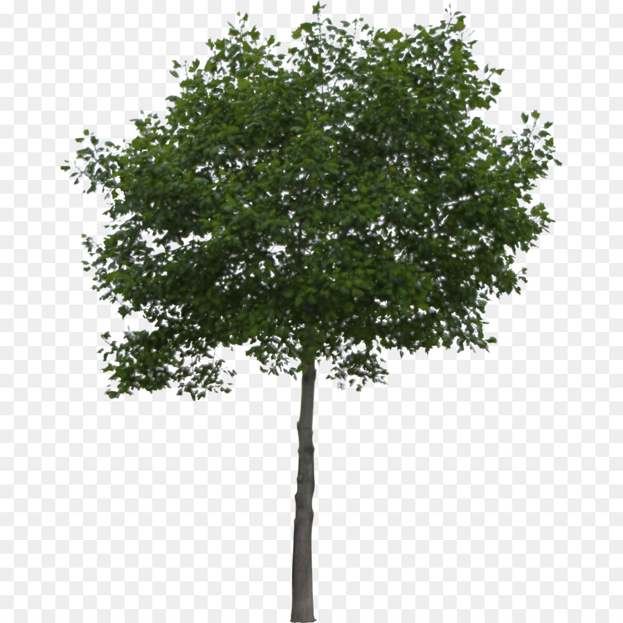 Fiume betulla Populus alba di Carta betulla - albero di arancio