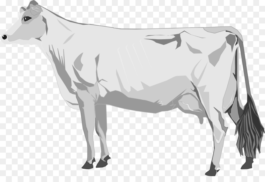 Rinder, Lumpy-skin-Krankheit - Kuh