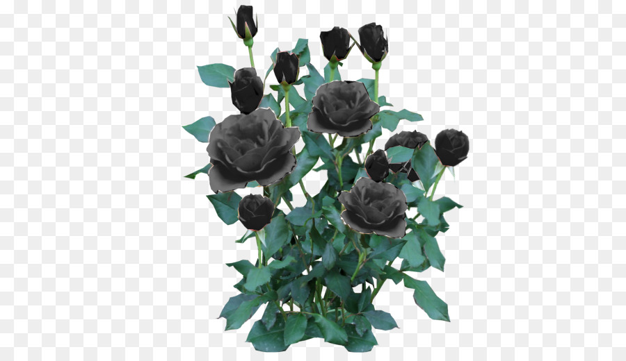 Black rose Cespuglio Giallo - rosa