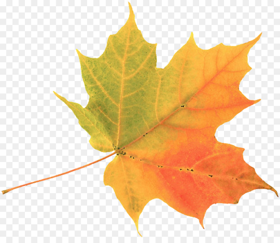 Herbst Blatt Farbe Maple leaf Clip art - Blätter Aquarell