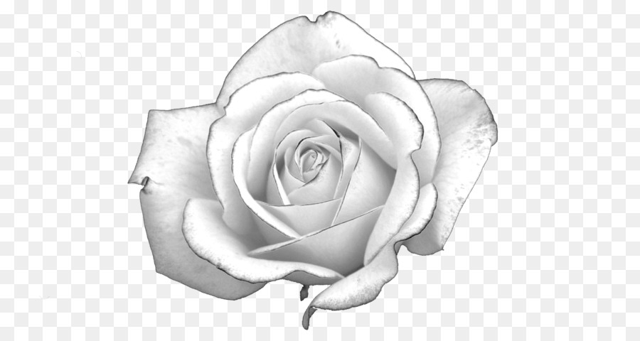 Rosa Bianca Luce Presentazione - rose bianche