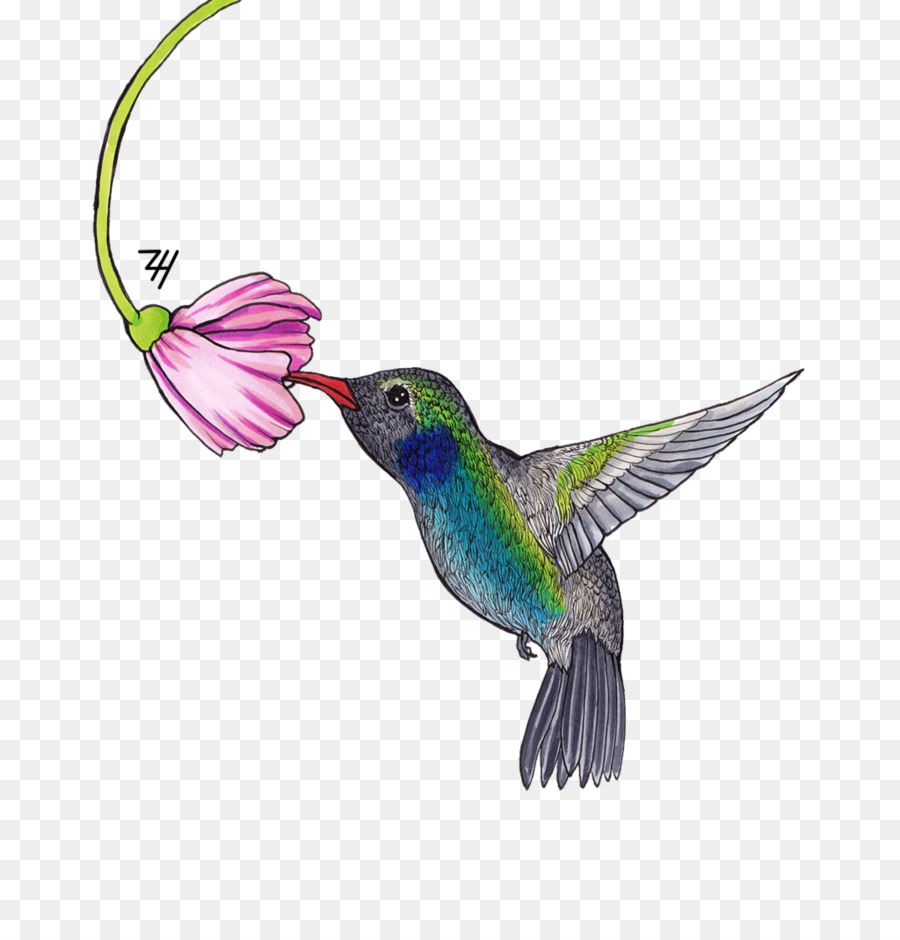 Kolibri Feder, Schnabel Flügel - Kolibri