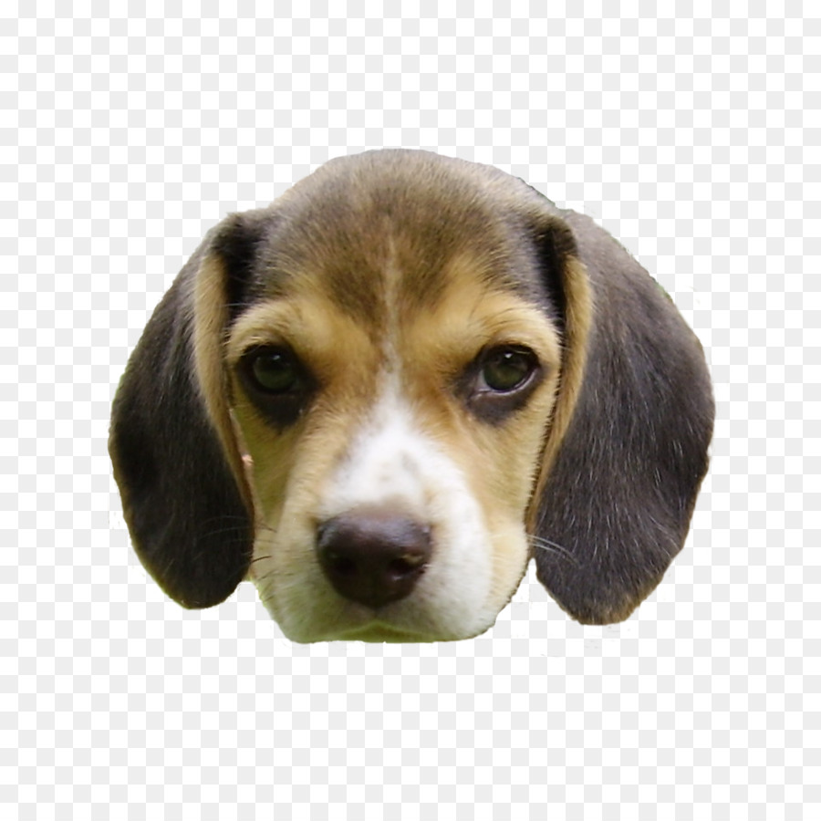 Beagle Basset Hound Barbet cane Cucciolo di Cane di razza - testa