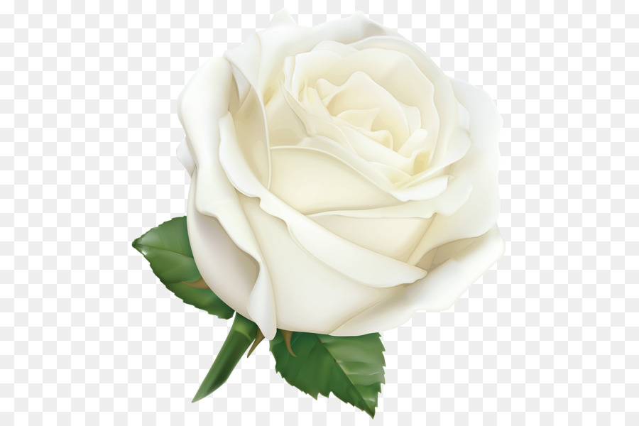 Rose Nền máy tính nghệ thuật Clip - hoa hồng trắng