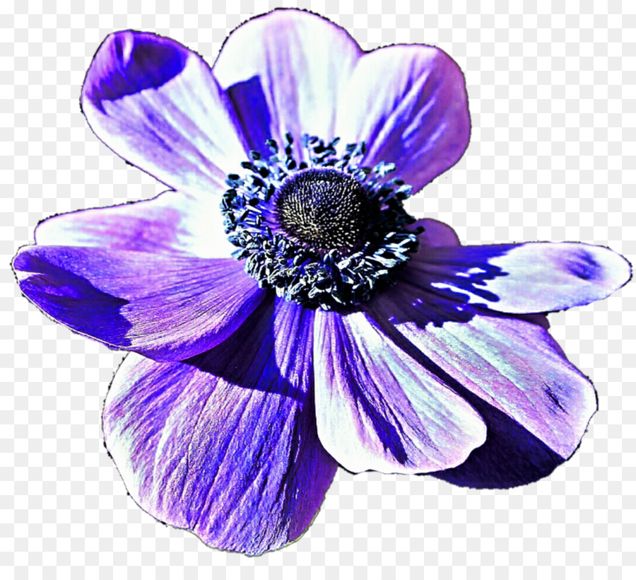 Blumen Blau Violett Lila Flieder - Anemone