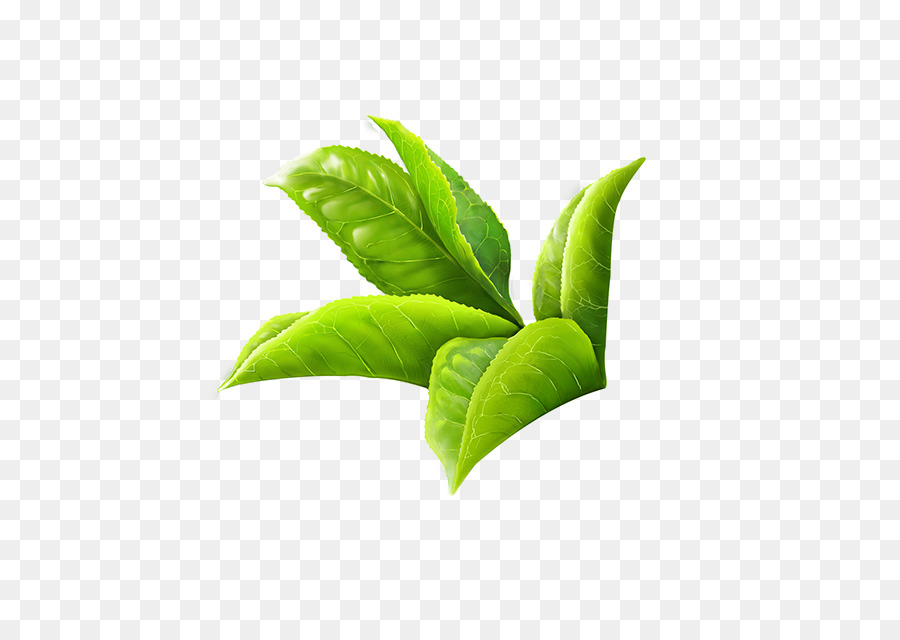 Il tè verde Masala chai, il tè Bianco Foglia - acquerello foglia