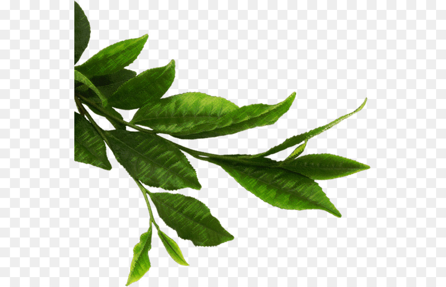 Grüner Tee Matcha Thepix - Blätter