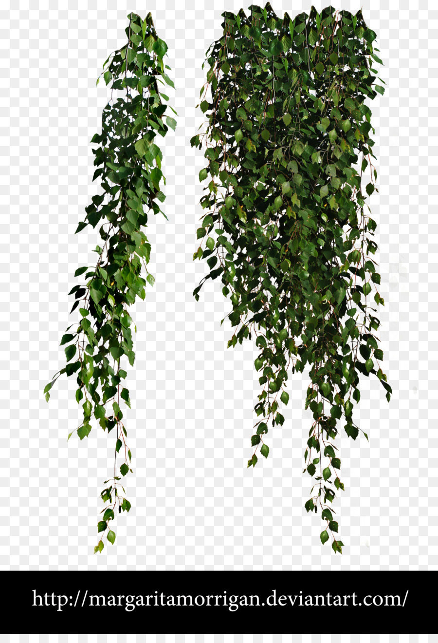 Pflanze Reben Clip-art - grün