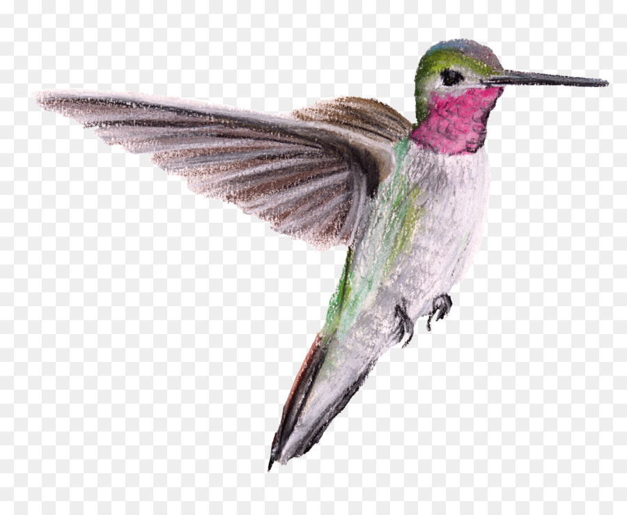 Kolibri, Schnabel, Flügel Feder - Kolibri