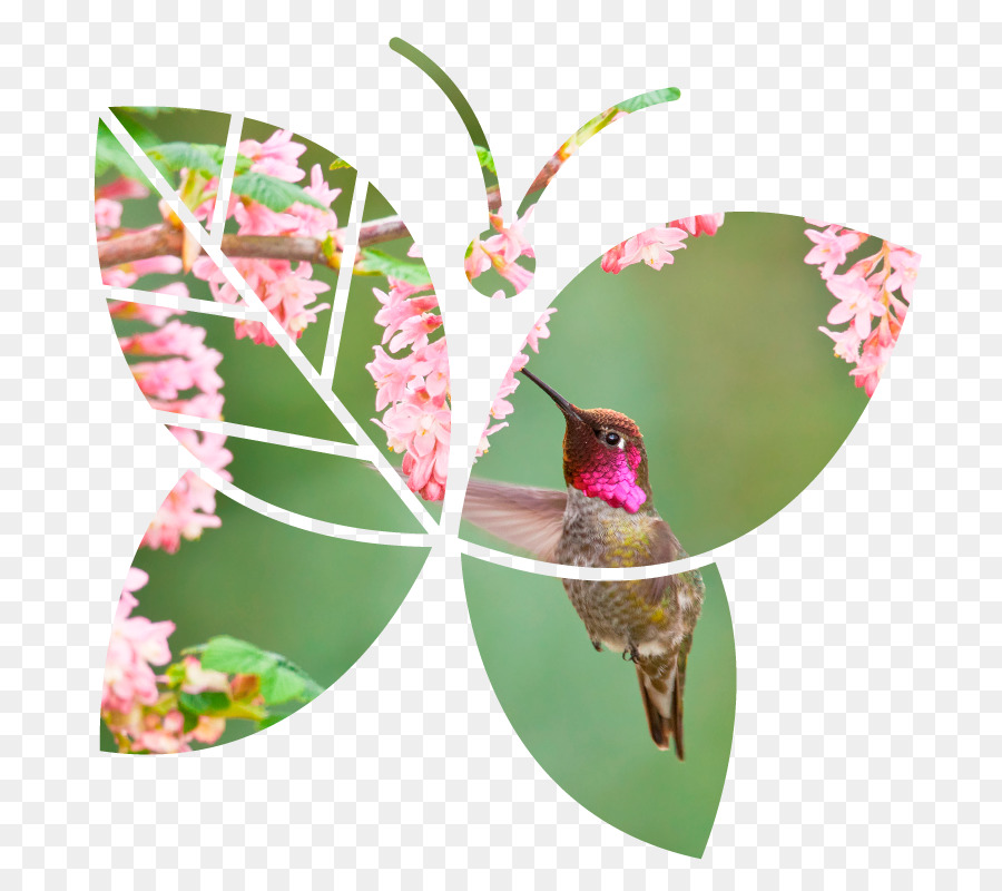 Farfalla Canada Insetto Amministrazione Hummingbird - Colibrì
