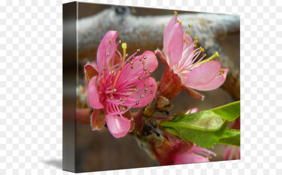 Hoa Hoa Đào Cánh hoa Mỹ thuật - đào hoa