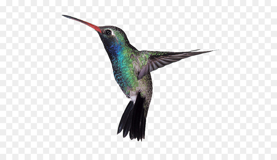 Google Hummingbird-Algorithmus Broad-billed hummingbird - Kolibri