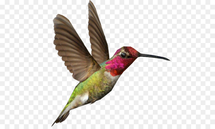 Zoo Tycoon 2 Hummingbird clipart - Kolibri