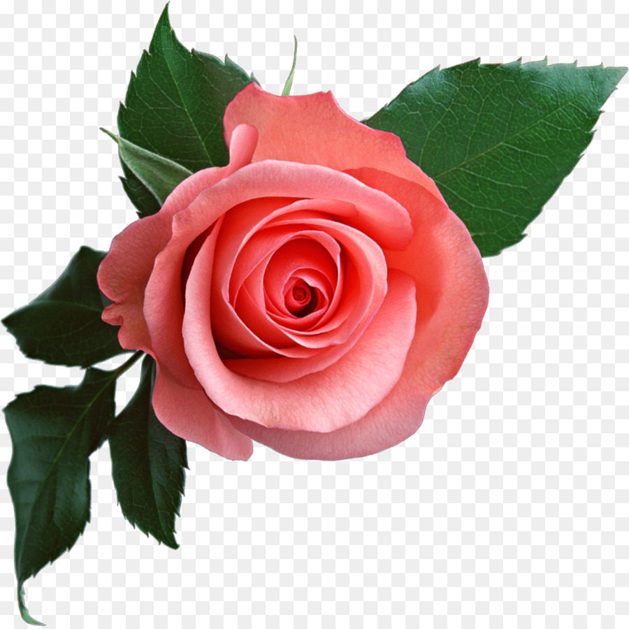 Rose Download Clip Art - rosa