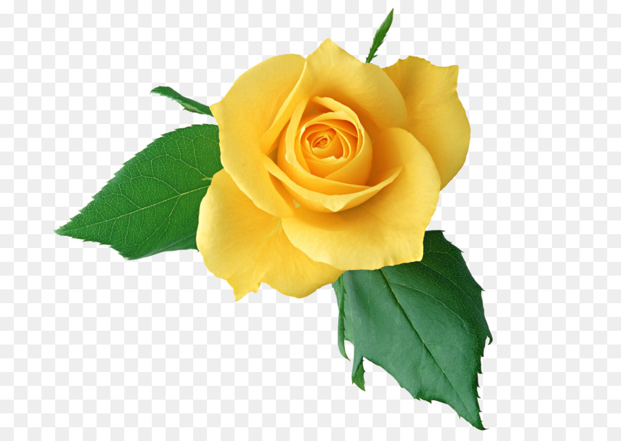 Rose Blume Gelb Clip art - chinesische Blume