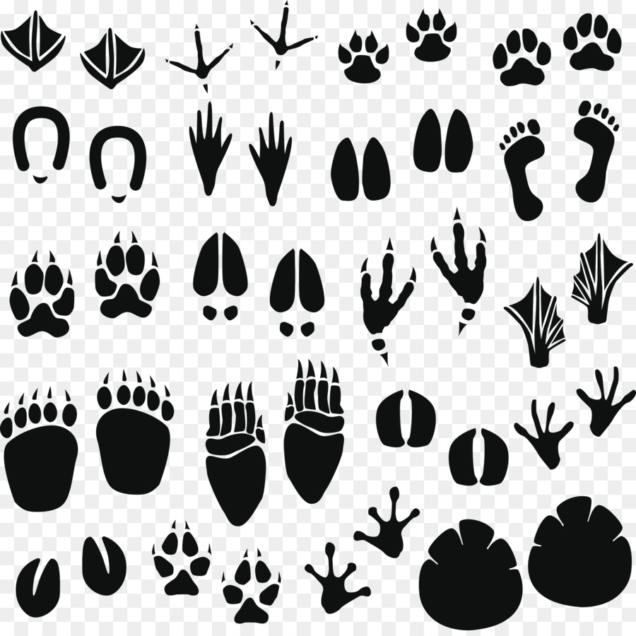 Raccoon Impronta di Animale track Clip art - Impronte