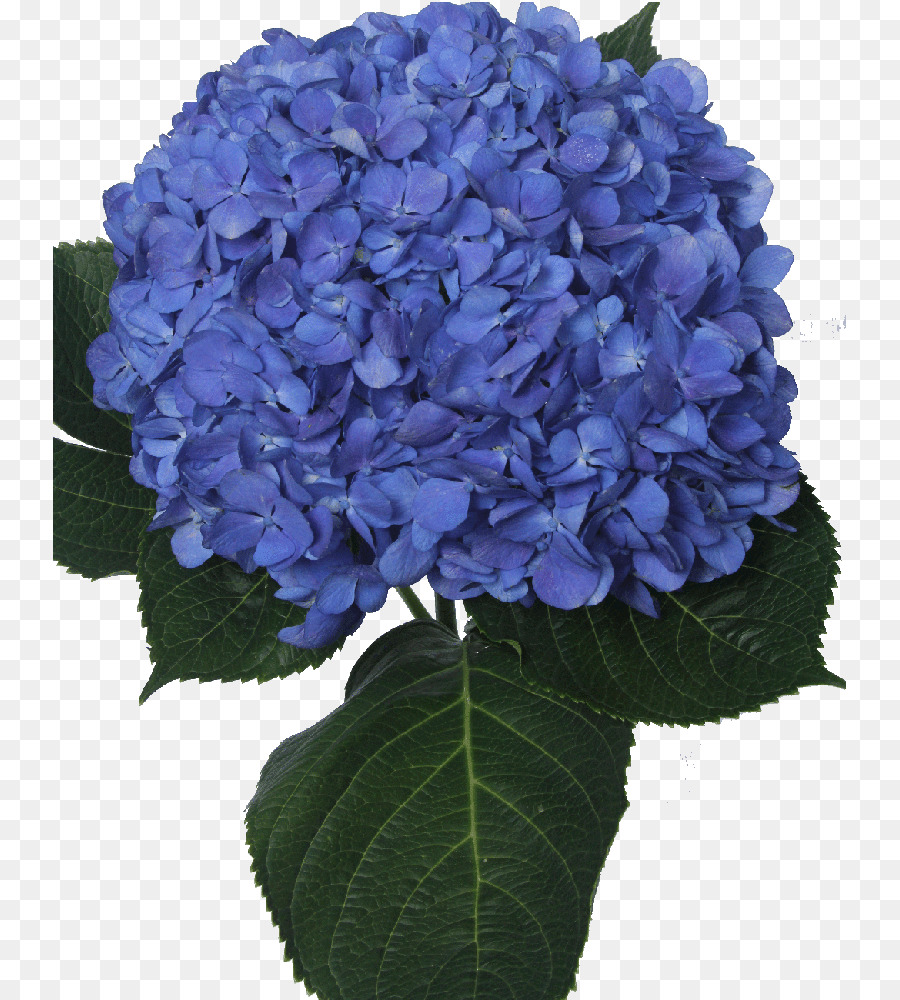 Panicled Hortensie Blau Schnitt-Blumen Violett - Hortensie