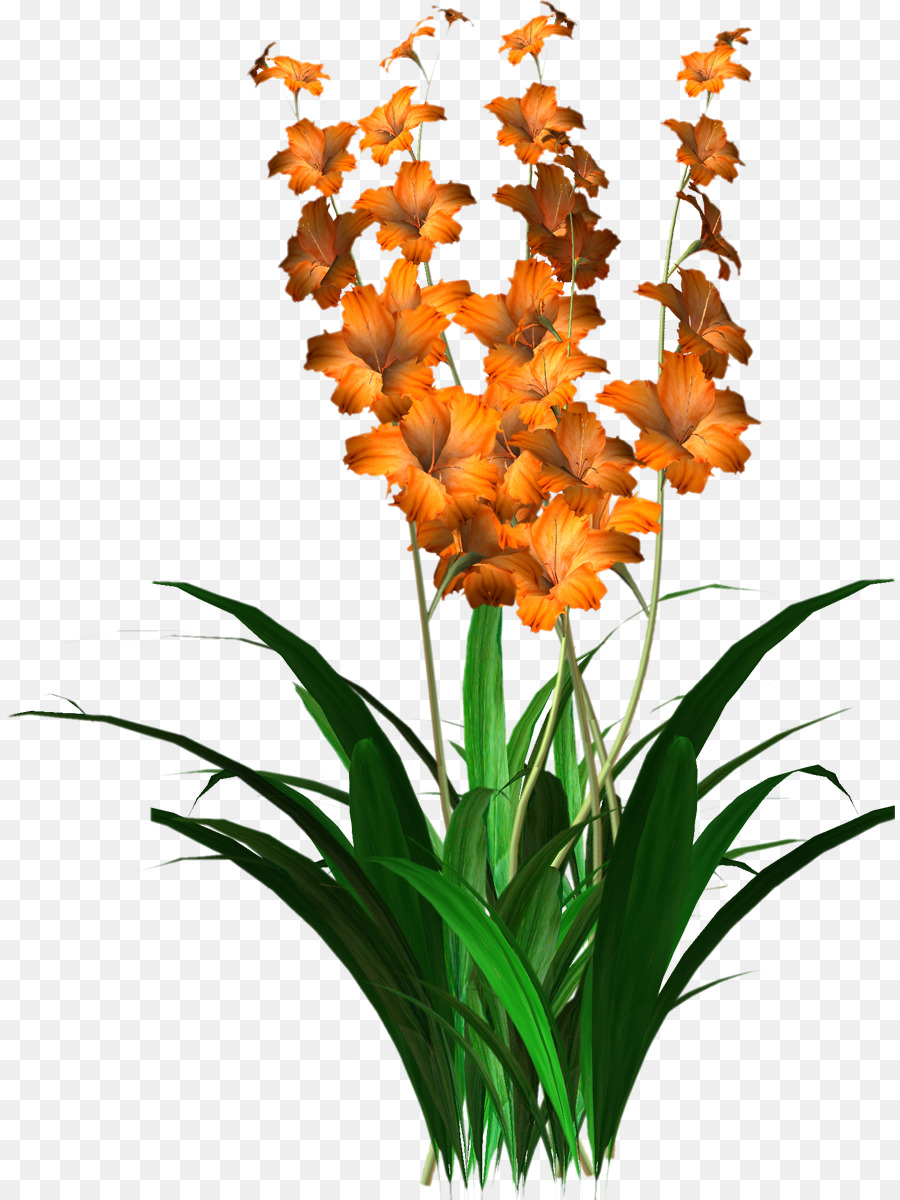 Blume - Gladiolus