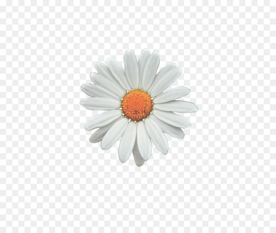 Fashion Girl - daisy flower - CleanPNG / KissPNG