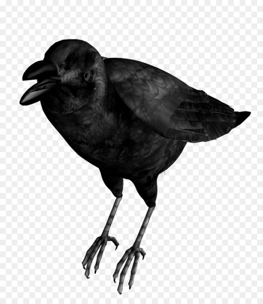 Gewöhnlicher Raven Bird eating Crow - Vogelschwarm
