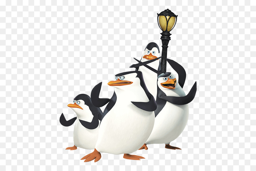 Chim cánh cụt con chim Bay Olympus Mỏ Ảnh ống - madagascar chim cánh cụt