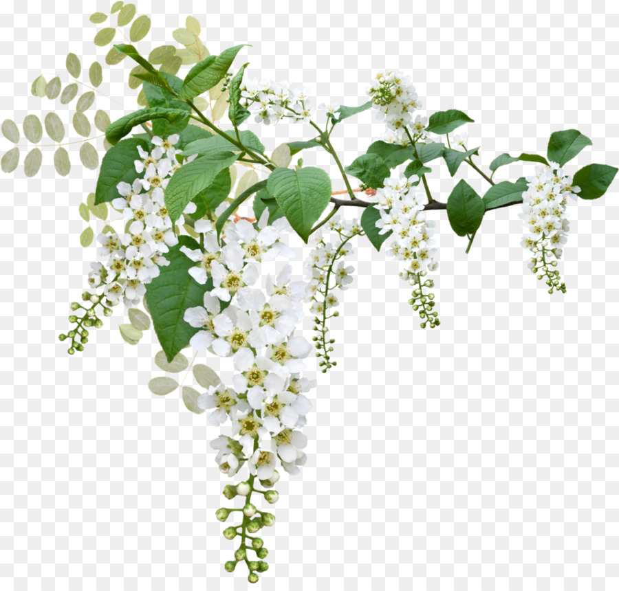Prunus padus Blume, Blüte, Clip-art - Beerdigung